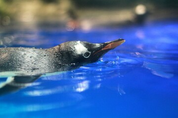Penguin Swimming in Vibrant Blue Water
