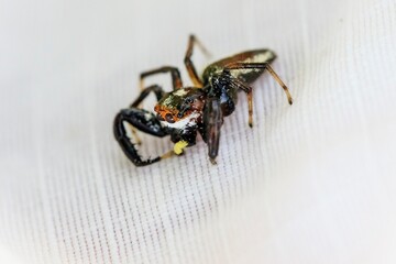 A Close-up of a Colorful Jumping Spider