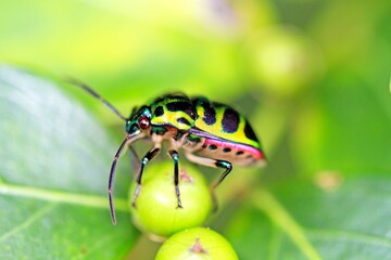Close-Up of Lychee Shield-Backed Jewel Bug on Green Leaf