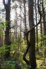 Natural Parc in Poland