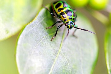 Close-Up of Lychee Shield-Backed Jewel Bug on Green Leaf