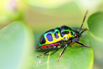 Close-Up of Lychee Shield-Backed Jewel Bug on Green Leaf
