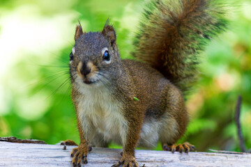 Close-Up of a Curious Squirrel in a Forest Setting