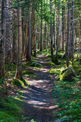 Fototapeta premium Serene Forest Pathway in Tranquil Woodland Setting