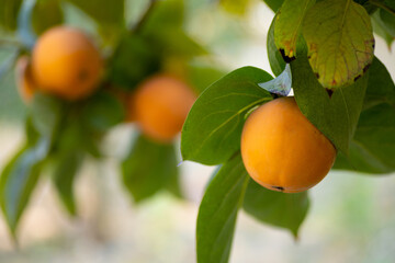 Ripe and unripe persimmons hanging on a branch shining in a lush green garden. Persimmon tree and bright orange persimmon.