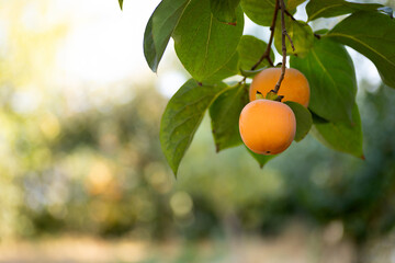 Ripe and unripe persimmons hanging on a branch shining in a lush green garden. Persimmon tree and bright orange persimmon.