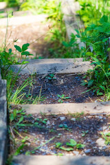 Rustic Wooden Steps in a Scenic Forest Setting