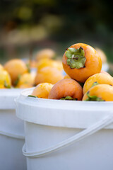 Ripe and unripe persimmons hanging on a branch shining in a lush green garden. Persimmon tree and bright orange persimmon.
