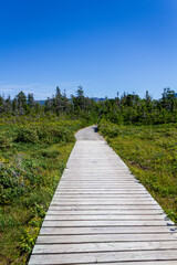 Obraz premium Wooden Pathway Through Lush Green Forest Under Clear Blue Sky