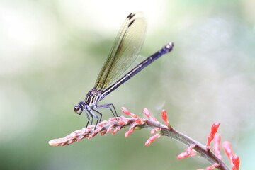 Elegant Dragonfly Perched on Vibrant Red Flower Buds