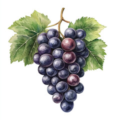 Grape fruit watercolor clipart illustratration