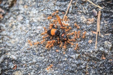 Ants Moving Dead Bee on Rocky Surface with Determination