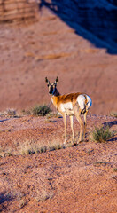 Pronghorn Antelope Standing in Utah Desert Landscape