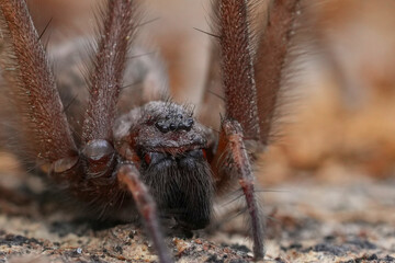 Facial macro Close-up of a Hairy giant house spider Eratigena atrica
