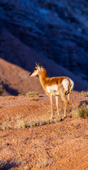 Pronghorn Antelope Standing on Utah Desert Landscape