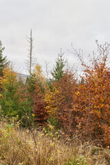 Obraz premium neu entstehender junger Wald aus Buchen zwischen abgestorbenen Fichten am Fuße des Brocken bei Schierke im Nationalpark Harz in Deutschland