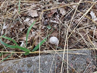 Snail shell on the ground © Sylwia