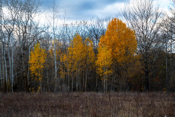 Autumn has turned gold.
In autumn, the color of the leaves turns yellow. But this yellowness does not last long.
