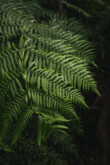 fern in the forest