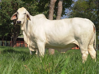 Vaca da ra&ccedil;a brahman