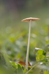 A small dapperling mushroom known as Leucocoprinus fragilissimus. This  mushroom are very thin, extremely fragile, when touched and had a yellow flesh.