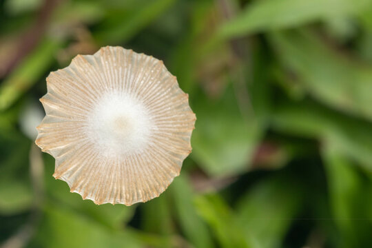 A small dapperling mushroom known as Leucocoprinus fragilissimus. This  mushroom are very thin, extremely fragile, when touched and had a yellow flesh.