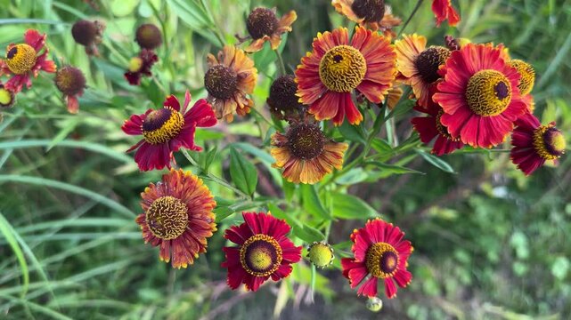 Red and orange flowers of ornamental helenium close-up