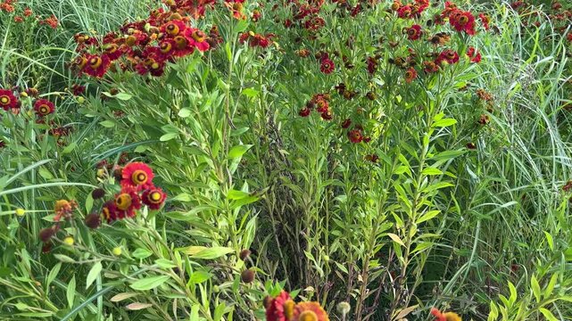 Bushes of blooming ornamental helenium with red flowers