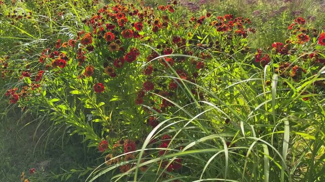 Bushes of blooming ornamental helenium with red flowers