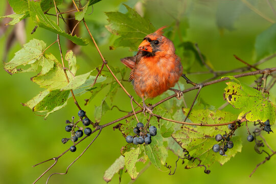 Cardinal molting
