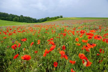 Typical spring landscape with poppies near Silica (Szilice), National Park Slovak Kras, Slovakia