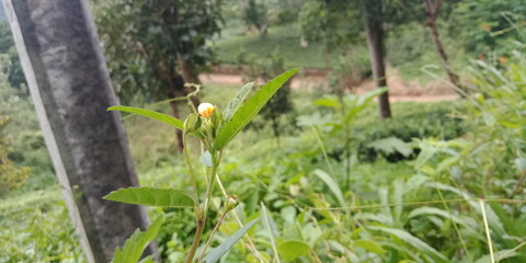 Majestic Landscapes of Sri Lanka. Breathtaking Beauty Capturing the Serene Essence of Nature in Stunning Landscapes. A Journey Through Picturesque Nature Landscapes. The beauty of Nature’s Landscape