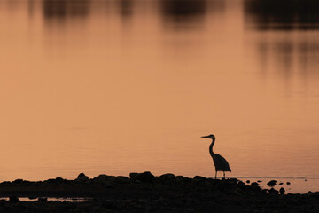 Heron at Vartry Reservoir, county Wicklow, Ireland
