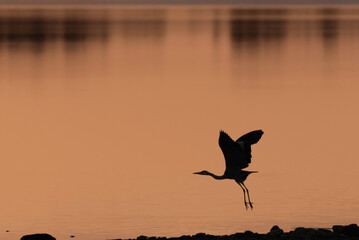 Heron at Vartry Reservoir, county Wicklow, Ireland