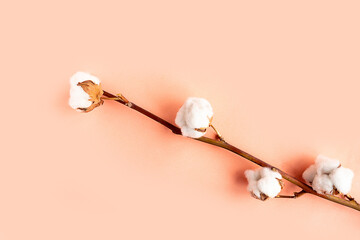 cotton branch on pink pastel background flat lay top view copy space