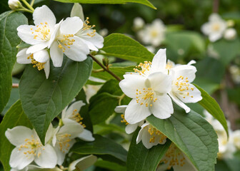 Obraz premium Close-Up of White Jasmine Flowers with Yellow Stamens and Green Leaves