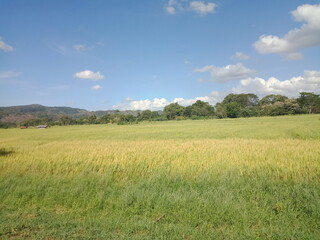 Fototapeta premium Majestic Landscapes of Sri Lanka. Breathtaking Beauty Capturing the Serene Essence of Nature in Stunning Landscapes. A Journey Through Picturesque Nature Landscapes. The beauty of Nature’s Landscape