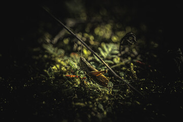 Pilze