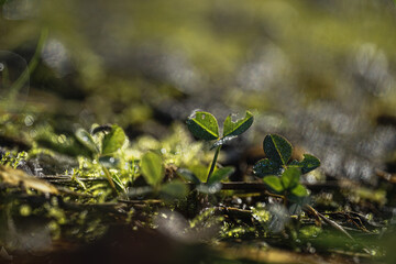 herbst