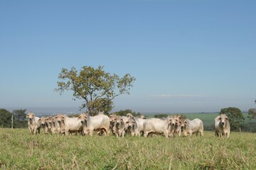 Touros da raça brahman no campo
