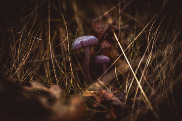 Pilze