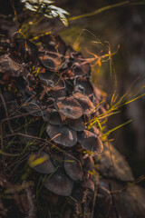 herbst