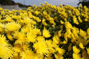 黄色い食用菊もってのほか　横位置