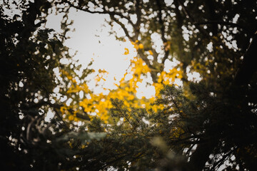 herbst