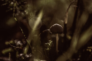 Pilze