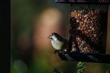 Naklejka premium vögel