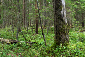 A mature mixed forest on a late summer day in August in Estonia, Northern Europe	