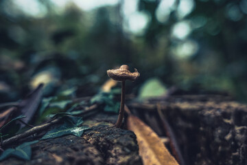 Pilze