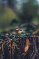 Pilze
