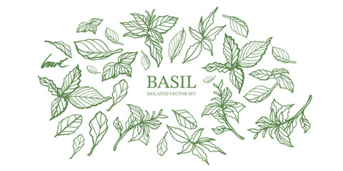 Basil hand drawn isolated vector set on white background. Vintage style of illustration. Fresh herb leaves plant. Basil herbal Ingredient. Spices.